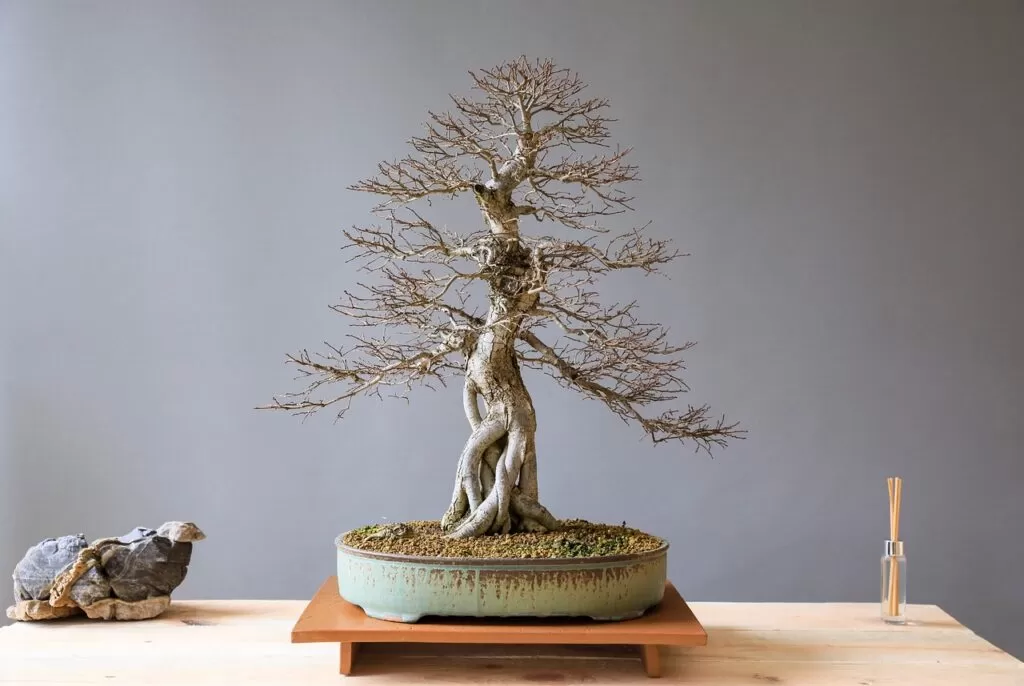 Imagem de capa de Arte do Bonsai: Uma Jornada de Meditação e Beleza