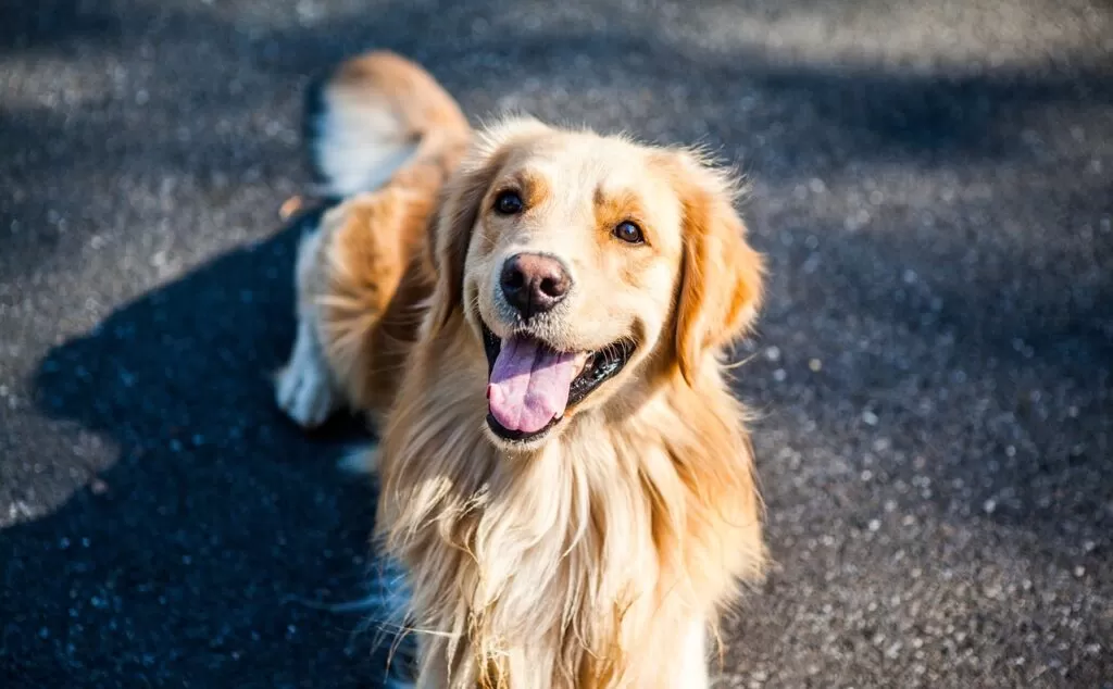Imagem de capa de Além da Displasia: Mantendo seu Golden Retriever Feliz e Saudável